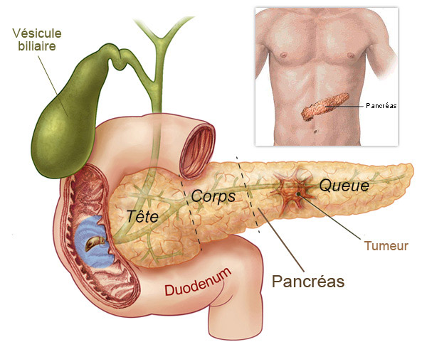 schéma du pancréas